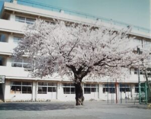 平成桜